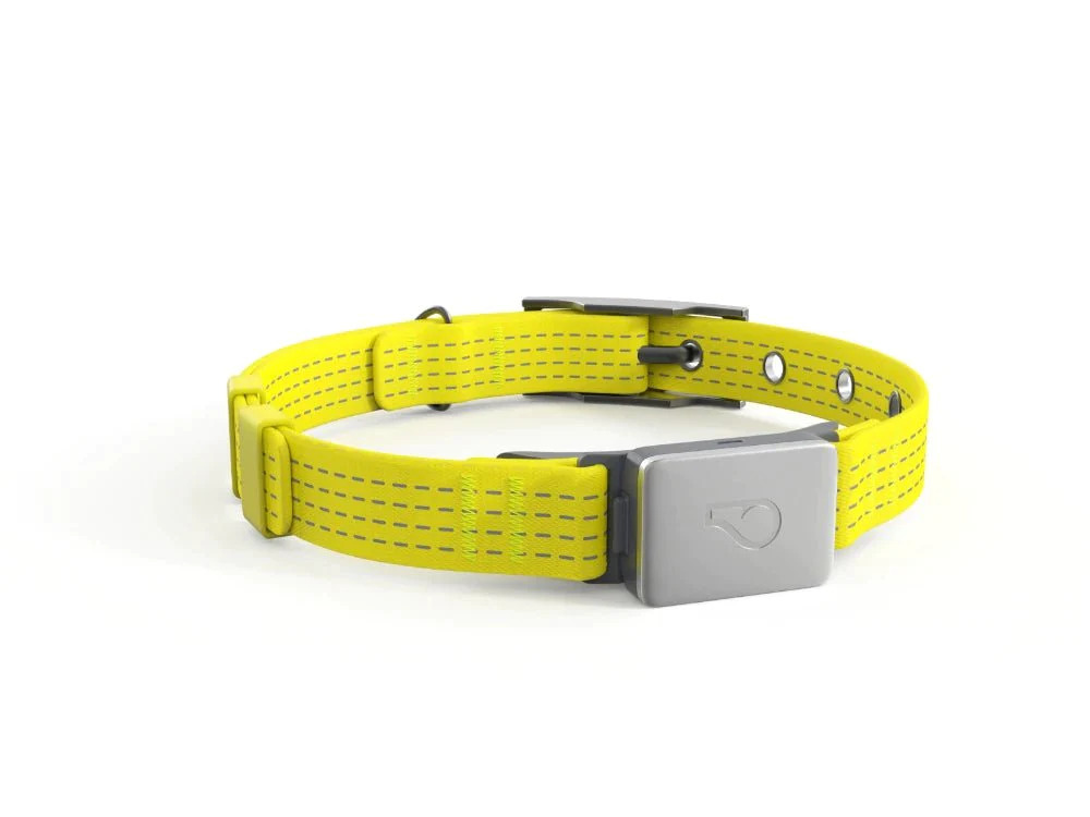 whistle dog collar yellow