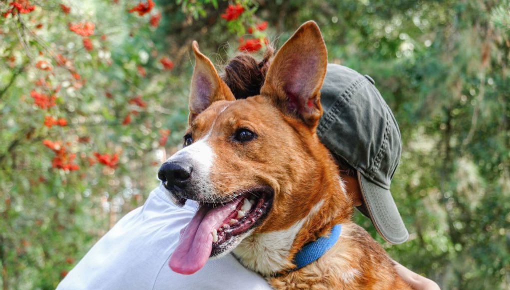 35 Friendliest Mixed Breed Dogs For New Dog Owners!