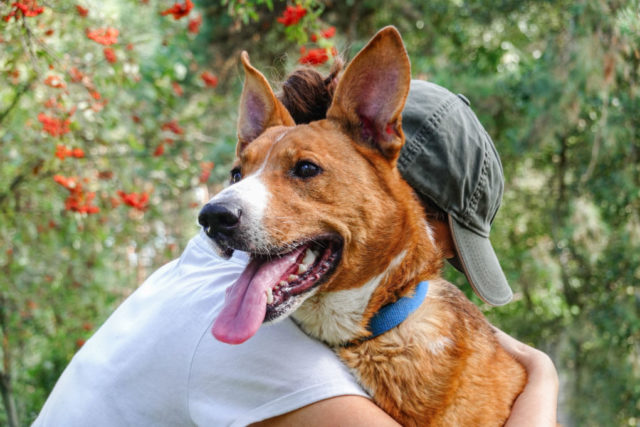 35 Friendliest Mixed Breed Dogs For New Dog Owners!