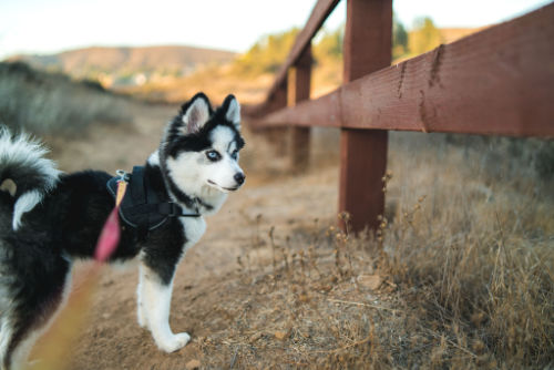 A pomsky walking on a leash