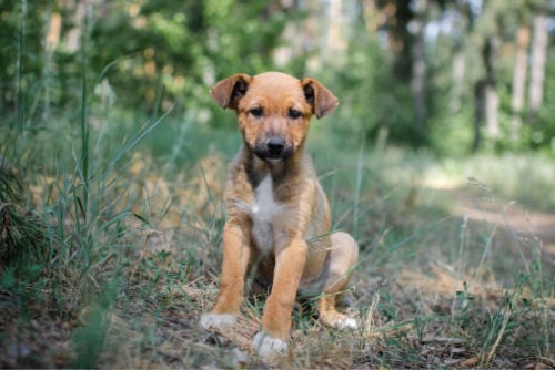 Are Mixed Breeds Healthy