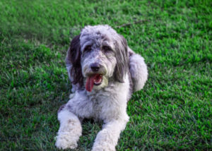 Mixed breed dog - Australian Shepherd + Poodle