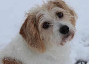 Basset-Hound-Shih-Tzu-mix-in-the-snow