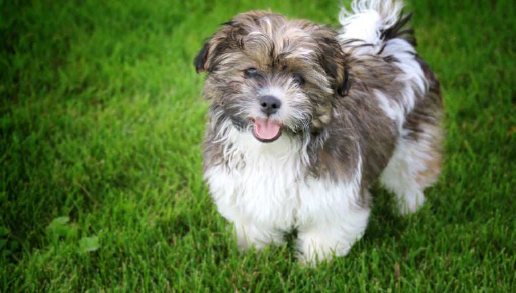 Best-Shih-Tzu-Mix-Feature-Image