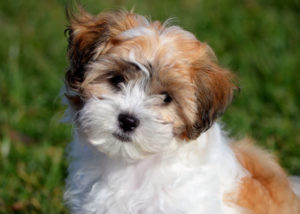 Bichon-Frise-Shih-Tzu-mix