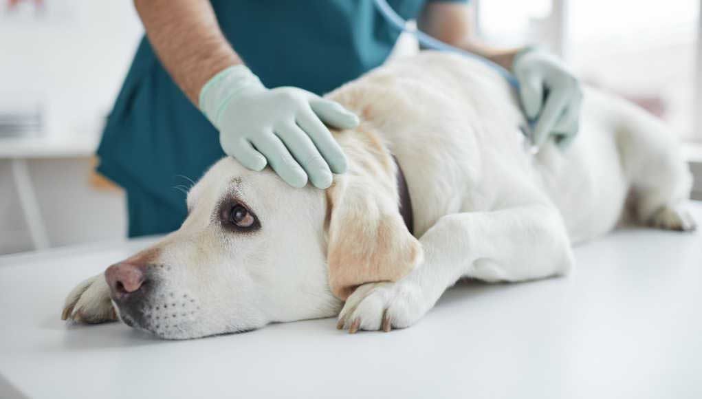 Bile Duct Cancer In Dogs