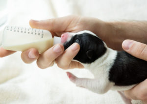 Bottlefeeding-pup-separated-too-early-from-mother