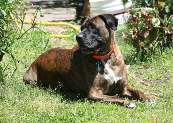 Boxer Mastiff Mix