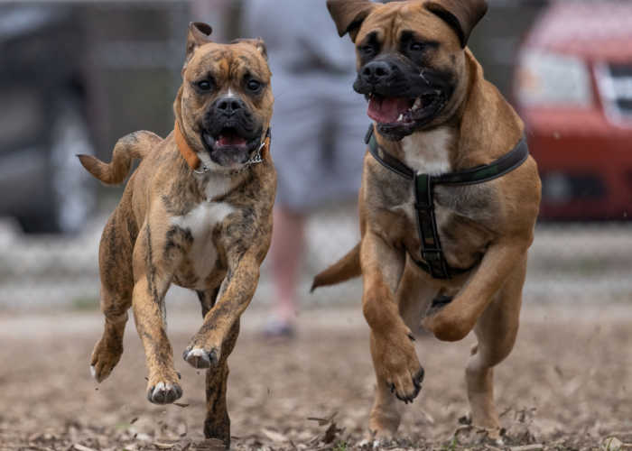 Boxer and a English bull Mastiff running