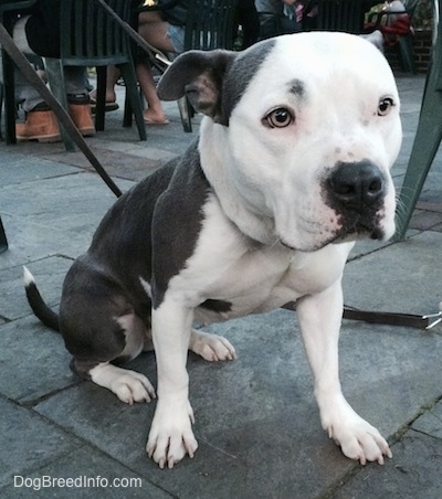 Bullypit mixed breed