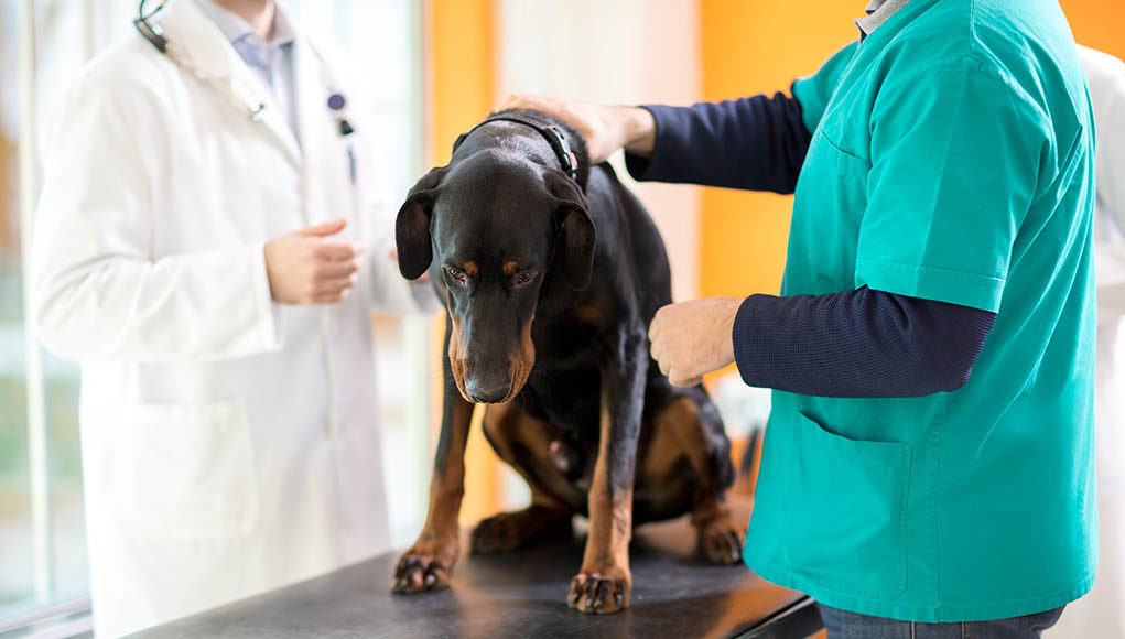 Carcinoid Cancer in Dogs Featured