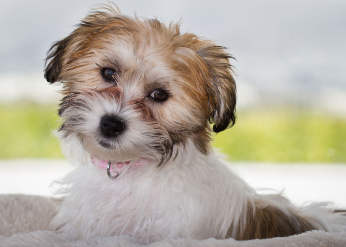 Mixed breed dog - Bichon Frise + Cavalier King Charles Spaniel