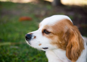 Cavalier-Shih-Tzu-mix