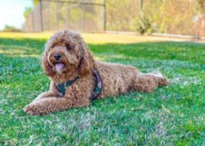 Mixed breed dog - Cavalier King Charles Spaniel + Poodle