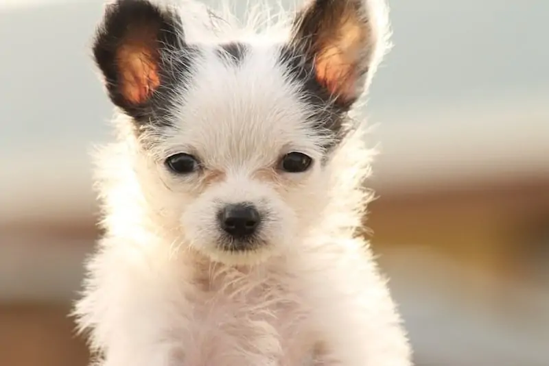 Chi-Chon dog breed