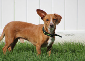 Mixed breed dog - Chihuahua + Dachshund