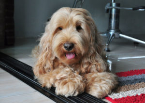 Mixed breed dog - Cocker Spaniel+ Poodle