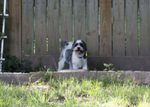 Cocker-Spanel-Shih-Tzu-mix