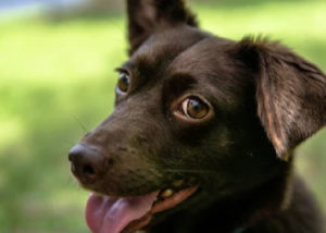 Mixed breed dog - Corgi + Labrador