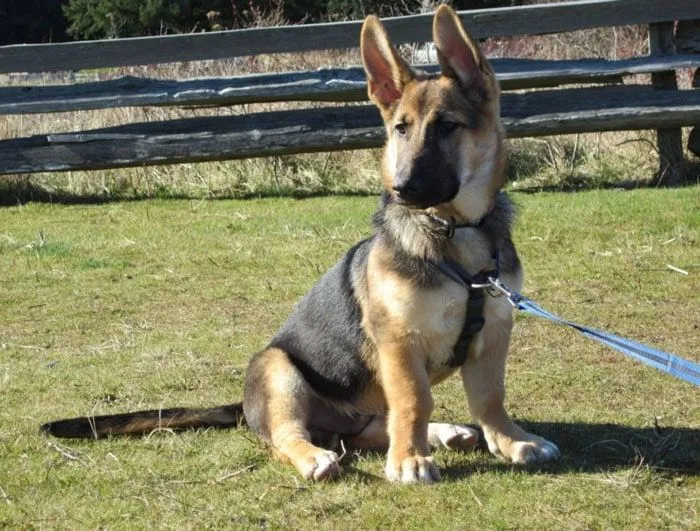 Corman Shepherd friendliest mixed breed