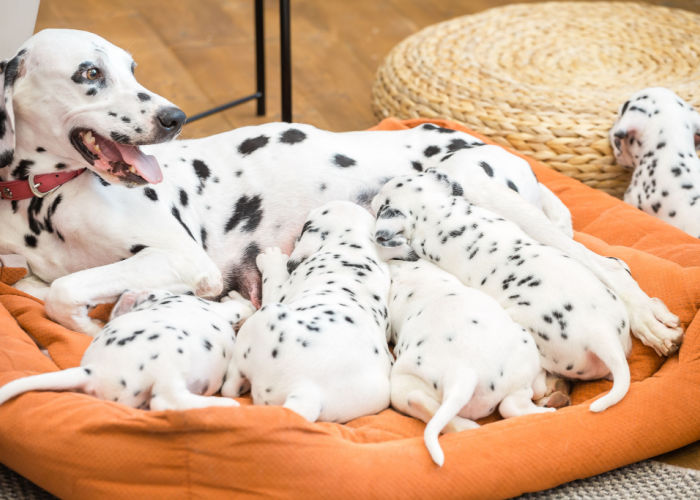 Dalmatian-mother-nursing-puppies