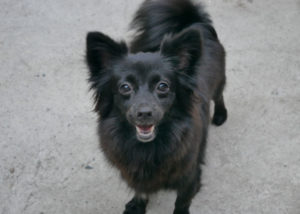 Mixed breed dog - Dachshund + Pomeranian