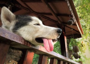 Dehydrated-husky-in-summer