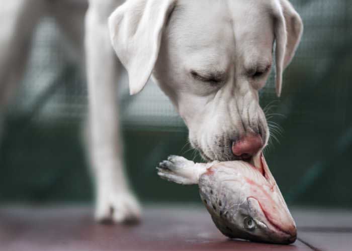 Dog Eating Fish