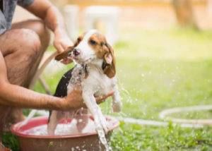 Dog bathing to relieve summer itch