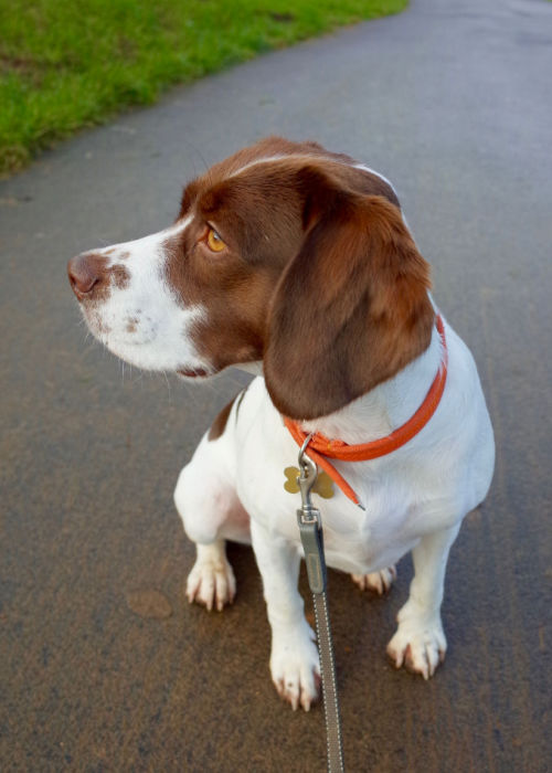 English Speagle sitting in park