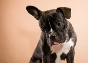 Mixed breed dog - French Bulldog + Boston Terrier