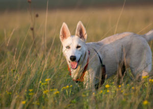 Mixed breed dog - German Shepherd + Siberian Husky