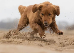 Mixed breed dog - Golden Retriever + Labrador