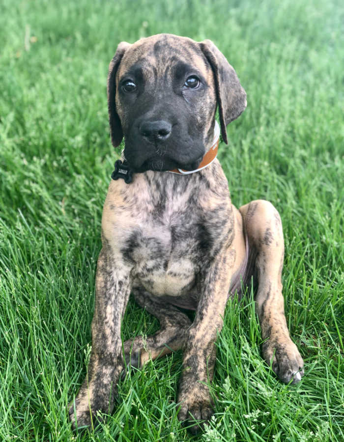 Great Dane Mastiff Mix