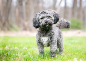 Havanese-Shih-Tzu-mix-standing-on-grass