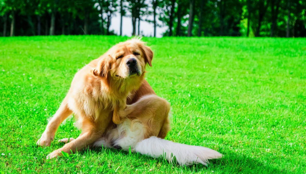 Itchy dog in summer scratching in meadow