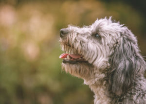 Mixed breed dog - Jack Russel Terrier + Poodle