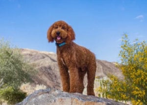 Mixed breed dog - Labrador + Poodle