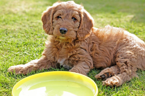 Labradoodle drinking water