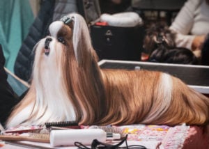 Lhasa-Apso-Shih-Tzu-mix-long-hair