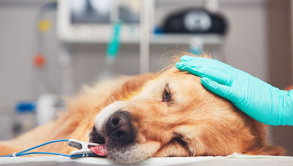 Liver Cancer in Dogs Featured