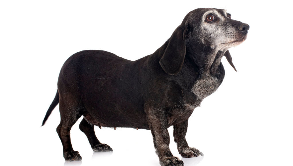 Lymphoma-in-dog-old-dachshund-with-swollen-lymph-node