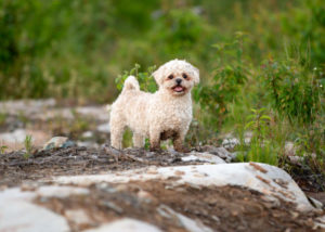 Maltese-Shih-Tzu-Miz-Outdoors