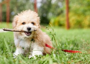 Mixed breed dog - Maltese + Poodle