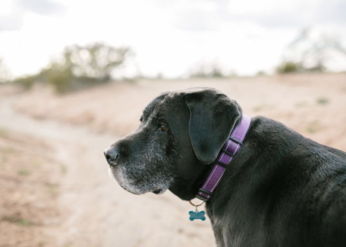 Mastiff Labrador Mix