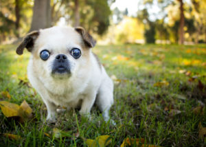 Mixed breed dog - Pug + Chihuahua