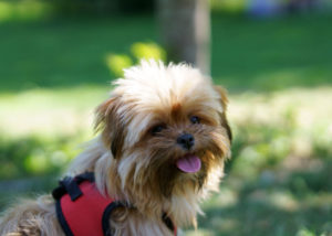 Mixed breed dog - Maltese + Yorkshire Terrier