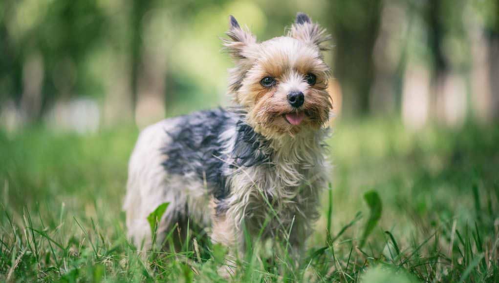 Morkie Dog Breed