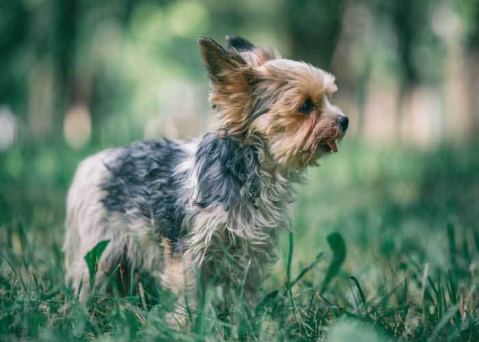 Morkie Puppy