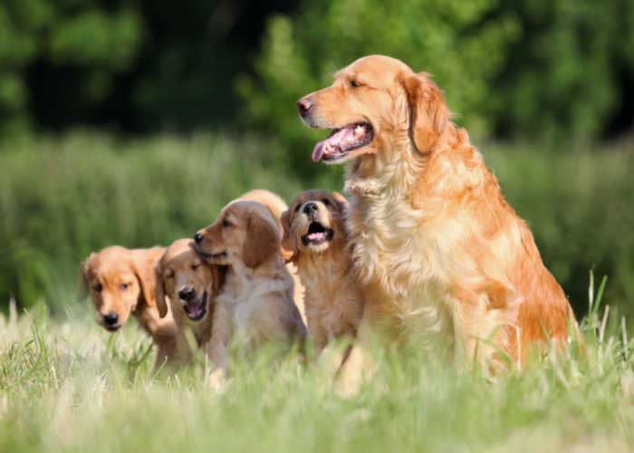 Mother Dog with Puppies